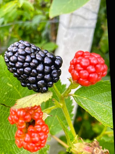 The image depicts a close-up view of ripe and unripe berries on a plant, with lush green leaves in the foreground and background. A large, dark, ripe blackberry is prominently featured on the left, its numerous drupelets clearly visible and glistening. To its right, a bright red, unripe berry, likely a raspberry or an immature blackberry, is also in focus. Below these, another red, unripe berry is partially obscured by leaves. The plant appears to be growing outdoors, with hints of a fence or support structure in the blurred background. The lighting suggests it is daytime. No people are present in the image, and no specific location within Purkersdorf, Austria can be determined from the visual information provided.