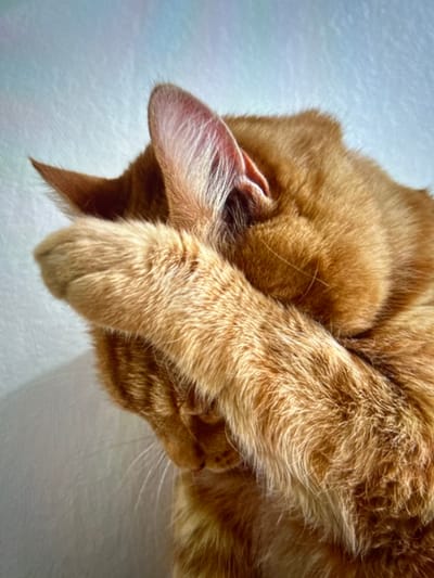 This close-up image, captured in Arthès, France, features an orange tabby cat. The cat is shown from a high-angle perspective, with its right front paw positioned over its face, obscuring its eyes and muzzle. Its left ear is fully visible, erect and pointed, while the tip of its right ear is partially visible behind the paw. The cat's fur is short to medium length, displaying variations of orange and light tan, with subtle striping visible on its head and body. Light-colored whiskers are visible emerging from the left side of its face. The background is a plain gradient, transitioning from light blue at the top to off-white or light grey at the bottom, indicating an indoor environment.