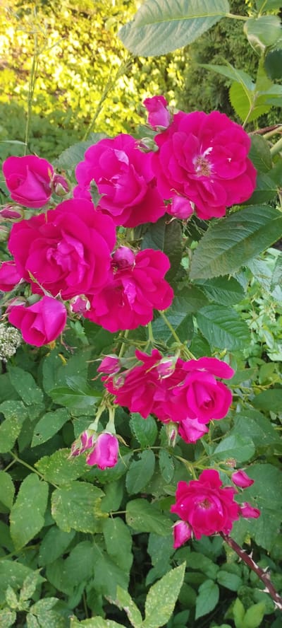 A close-up, vertical shot captures a cluster of bright pink roses in bloom, set against a backdrop of lush green foliage. The roses, some fully open and others in bud, are the dominant feature, with their vibrant petals unfurling in the natural light. Their deep pink hue contrasts with the verdant leaves and stems that surround them, creating a rich tapestry of color. Some of the leaves show speckled discoloration, indicating potential insect activity or disease. The background consists of out-of-focus greenery and dappled sunlight, suggesting an outdoor setting in a garden or park. The scene appears to be a still life, emphasizing the beauty and delicate structure of the flowers. The location is identified as Skidzielski Selski Sovet, Belarus.