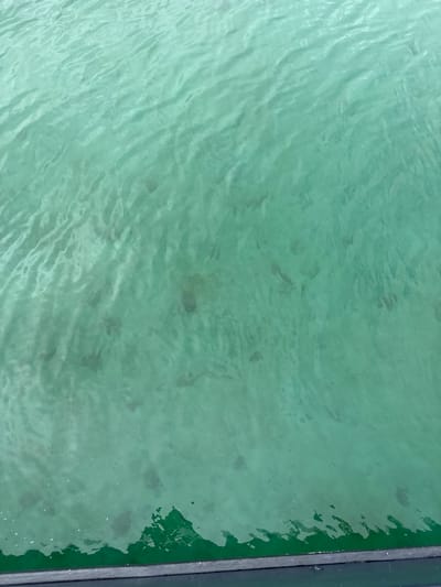 The media file shows a close-up, high-angle view of calm, turquoise water. The water's surface has gentle ripples, creating a slightly distorted view of what lies beneath. Darker patches are visible in the water, suggesting a sandy or silty bottom, possibly with shadows cast by unseen objects or marine life. Along the right edge of the frame, a dark, flat surface runs vertically, likely representing the edge of a pier, dock, or boat. This dark structure is green on its side facing the water, and a darker gray or black on its top surface. There is no visible text. The scene suggests a tranquil setting, possibly during the daytime given the lighting. The location is indicated as Shetland, United Kingdom, which is known for its clear, cool waters.