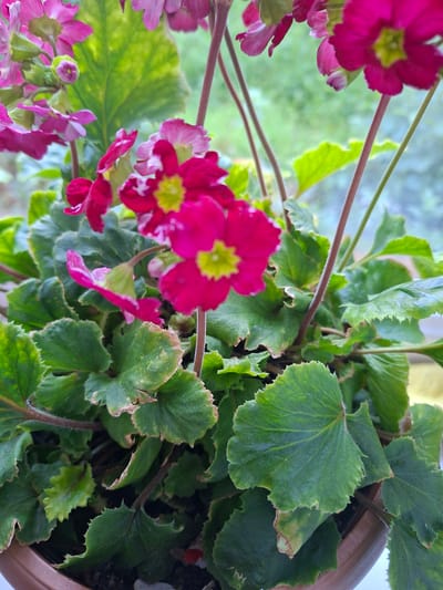 A close-up shot captures a potted plant with vibrant magenta flowers and lush green leaves. The flowers, with their delicate petals and bright yellow centers, are the focal point of the image, some in full bloom while others are still budding. The leaves are broad and serrated, displaying a slightly ruffled texture and some hints of browning on the edges, suggesting the plant might be in need of watering or has been exposed to some dry conditions. The plant is housed in a rustic brown pot, partially visible at the right edge of the frame. In the background, out of focus, a soft green blur suggests an outdoor setting, possibly a garden or a balcony, with hints of natural light filtering through. The overall impression is one of natural beauty and domestic cultivation, possibly on a bright, clear day given the lighting. No text is visible in the image.