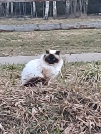 A cat with a dark face and light fur is sitting in a patch of dry grass near a gray concrete curb and a wooden structure, possibly a fence. The location is outdoors, but the specific details to pinpoint the exact location in Vzglyadnevo, Russia, are not available from the image.
