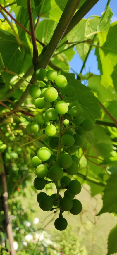 A close-up, vertical shot captures a cluster of unripe green grapes hanging from a vine, illuminated by bright sunlight. The grapes are small and spherical, with some showing highlights from the sun. The vine itself is thick and woody, with a reddish-brown stem and thin tendrils. Lush green leaves of the grapevines surround the fruit, and in the background, the clear blue sky is visible through the foliage. The scene appears to be an outdoor setting, possibly a vineyard or a garden, with hints of greenery and soft bokeh in the lower portions of the frame suggesting a natural environment. The image was taken in Калодзішчанскі сельскі Савет, Belarus.