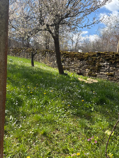 The image depicts a garden scene in Gorno Trape, Bulgaria. A stone wall, partially covered in moss, runs through the frame. In the foreground is a lawn with a mix of grass, daisies, dandelions, and other small flowering plants. A blossoming tree with white flowers stands to the left of the wall, partially obscuring it. The sky is visible through the tree branches and is blue with some clouds. In the background, there are additional trees with bare branches. A structure painted white is visible in the background. The photo is taken at ground level and is slightly rotated.