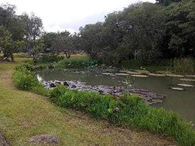 A tranquil pond dominates the scene, dotted with lily pads. Its surface reflects the overcast sky and surrounding greenery. Lush vegetation borders the pond's edge, transitioning into a grassy lawn. Beyond the water's edge, trees create a dense backdrop. A cross stands amidst the trees on the far bank. The overall atmosphere is serene and peaceful.