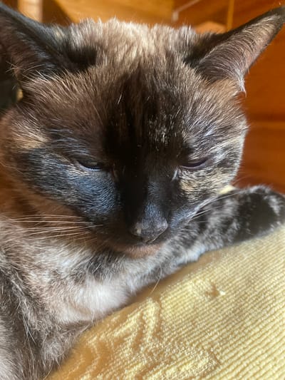 A close-up, eye-level shot shows a Siamese cat resting on a yellow textured surface, likely a blanket or cushion, indoors. The cat's face is partially obscured as it looks downwards, with its eyes closed or nearly closed. The cat has the characteristic dark points of its breed on its ears and face, contrasting with lighter fur on its cheeks and chest. The background consists of warm, wooden tones, suggesting an interior setting. The overall impression is one of peaceful rest. The specific location within the city of Тальцы (иркутский), Russia cannot be determined from the image alone.