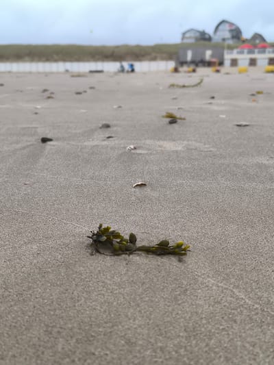 An extreme close-up, low-angle shot of a clump of seaweed rests on a sandy beach. The sand is a light tan color and shows faint ripples from the wind or receding tide. Scattered across the sand are small pebbles and shells. In the background, out of focus, is a dune covered in green grass, followed by some buildings. The sky is overcast and a pale gray. The scene suggests a natural, possibly slightly unkempt, beach environment. The location is Bergen, Netherlands.
