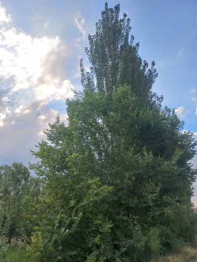 This is a low-angle, full shot of trees against a bright, cloudy sky. The trees are lush and green, with dense foliage. The sky is a mix of blue and white, with scattered clouds, suggesting it is daytime. The orientation of the image suggests the camera is tilted upwards. The scene appears to be outdoors, possibly in a rural or park-like setting. There are no people or objects visible, and no text is present. The overall impression is one of a natural, serene environment.