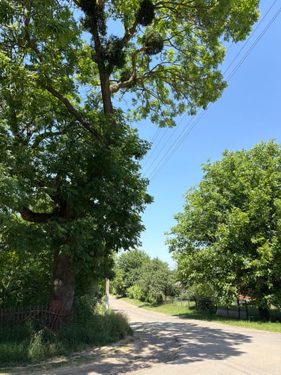 The image depicts a rural road in Novosilka, Ukraine, on a clear, sunny day. A paved road winds through a verdant landscape, flanked by mature trees and lush greenery. In the foreground, a large tree with dense foliage dominates the left side of the frame, its trunk partially obscured by a rustic wooden fence and overgrown grass. Power lines stretch diagonally across the bright blue sky, a subtle indication of human infrastructure in the otherwise natural setting. On the right, another substantial tree with vibrant green leaves stands alongside the road, its branches reaching towards the sky. The overall impression is one of peaceful rural life, with the natural beauty of the Ukrainian countryside bathed in warm sunlight.