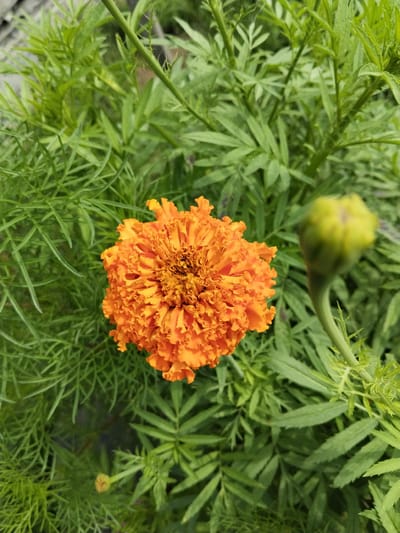 An overhead, close-up shot shows a vibrant orange marigold flower in full bloom, positioned in the center-left of the frame. The flower has a dense, ruffled texture with numerous petals. Surrounding the marigold is lush, green foliage of the same plant, with finely divided leaves. To the right of the marigold, a green marigold bud is visible, slightly out of focus. The scene appears to be an outdoor garden setting, likely in the city of Зелёное, Russia, given the context. The lighting suggests daylight, with no artificial illumination. There are no people or animals present in the image. The focus is sharp on the marigold flower, with the background foliage and bud softly blurred.
