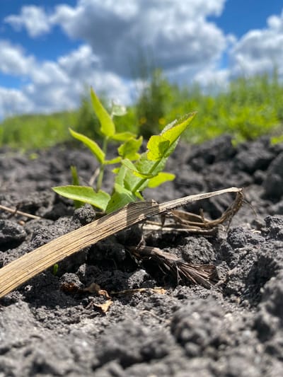 A close-up image shows a small green plant growing out of dark, cloddy soil. A dry, straw-colored blade of grass lies across the soil and plant. In the background, green vegetation extends towards a blue sky with white clouds. The location, Matiashivka, Ukraine, is not apparent from the image alone, but this context is provided. No people, specific actions, or interactions are visible. The scene primarily depicts plant life in a natural outdoor environment.
