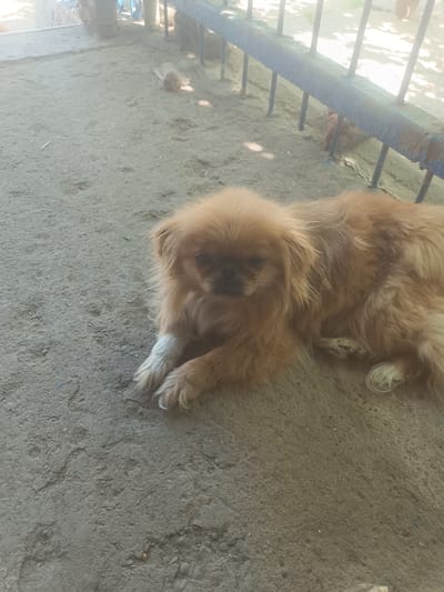 A pekingese dog is lying on the ground in front of a blue metal fence. The dog is light brown with a darker muzzle. Its fur is long and fluffy. It has its front paws crossed and is looking towards the camera. The ground is made of dirt and small rocks. In the background, behind the fence, there are some trees and what appears to be a building. The lighting suggests it is daytime, possibly sunny due to the shadows cast by the fence and trees. The scene appears to be outdoors, possibly in a yard or an enclosed area. There is no visible text in the image.