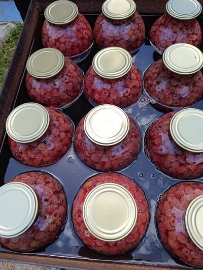 The image shows a tray filled with glass jars of preserved raspberries. The jars are sealed with gold-colored metal lids and submerged in a dark liquid. There are at least 12 jars visible, arranged in rows. The tray appears to be made of metal and is placed on a surface outdoors. The background shows some grass and a blurry blue structure. The scene suggests a food preservation process, likely done at home or a small-scale operation. The location is specified as Pănășești, Moldova, implying this is a common practice or a local specialty in that region.