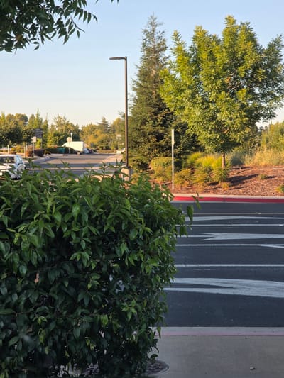 The image shows an outdoor scene with lush green trees and bushes in the foreground and midground. A paved area, likely a road or parking lot, is visible to the right, marked with white directional arrows and bordered by a red line. Beyond the paved area, there are more trees and vegetation, with some buildings and a lamppost in the distance. The sky is clear and blue, suggesting it is daytime with pleasant weather. The lighting indicates it might be late afternoon, with the sun casting long shadows. There are a few people visible in the midground, appearing to be walking or standing near vehicles. One person is wearing a green shirt. The scene appears to be in a developed area, possibly a business park or a street with landscaping. A sign is visible in the distance with text that appears to include "ROSEVILLE, CA," confirming the location context. The overall mood is calm and serene, with the greenery and natural light contributing to a peaceful atmosphere.