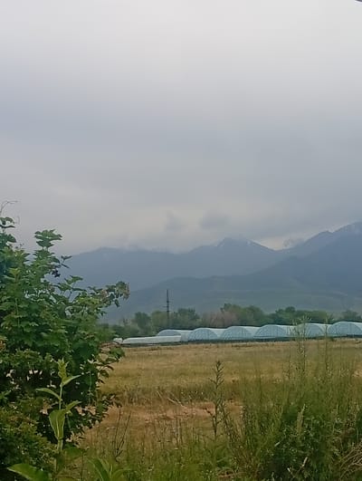A medium shot captures a natural landscape under an overcast sky in Tash-Moinok, Kyrgyzstan. In the foreground, lush green foliage from a bush dominates the left side of the frame, with a tall green plant with broad leaves emerging in the lower center. The middle ground features a field of dry, yellowish-brown grass with sparse green weeds. Across this field, a row of elongated, arched greenhouses stretches horizontally, their white roofs reflecting the diffused light. In the background, a mountain range rises, its peaks dusted with snow, partially obscured by clouds and haze. A utility pole stands to the right of the greenhouses, adding a man-made element to the scene. The overall impression is one of a rural agricultural setting with a backdrop of majestic mountains.