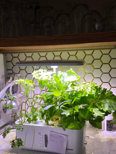 An indoor kitchen scene in a residence in Ridgefield, United States, displays a white hydroponic garden system positioned on a light-colored, speckled countertop. The system contains several green plants, including parsley on the left, basil in the middle, and lettuce on the right. A silver-colored LED grow light bar extends horizontally above the plants, emitting bright illumination downwards. The front of the hydroponic unit features a visible water level indicator marked from 1.0L to 3.5L and has a white paper note attached, handwritten with "Still is plant garden," "Plans," and "Meow :)". To the right of the system, a white plastic bottle with a black cap, consistent with plant nutrient solution, stands on the countertop. The background features a kitchen backsplash composed of white hexagonal tiles with gold-colored grout lines. Above the backsplash, a dark brown wooden shelf or cabinet is present, from which multiple clear glass wine glasses hang upside down from a rack. A chrome kitchen faucet with a pull-down sprayer attachment is visible on the far left.