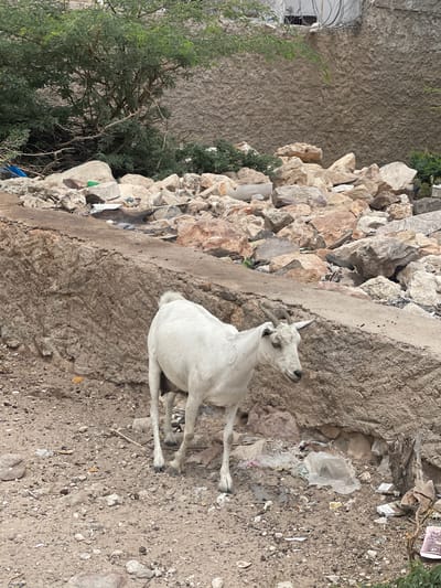 A medium shot captures a white goat standing on a rough, debris-strewn ground in a cluttered urban environment, likely Hargeisa, Somaliland. The goat, facing left, has short, dark horns and a lean build. Its head is turned slightly towards the viewer, with its mouth open. The ground beneath it is a mix of dirt, small stones, and scattered trash, including plastic bags and what appear to be discarded cigarette packs. Behind the goat, a large, rough concrete structure, possibly a wall or foundation, rises diagonally across the frame. Beyond that, a hillside is covered in a large pile of rocks and debris, with some sparse greenery and more trash visible. A tree with dense green foliage grows on the left side of the frame, partially obscuring the background. The overall impression is one of neglect and urban decay.