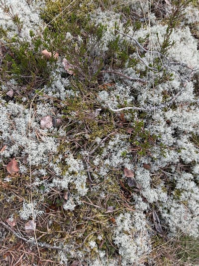 The image depicts a close-up view of ground vegetation in Rautalakhti, Russia. Predominantly visible are clumps of pale grayish-white reindeer lichen (Cladonia rangiferina) intermixed with green moss and small evergreen shrubs. Scattered throughout the scene are fallen leaves, twigs, and pine needles. The ground surface appears somewhat dry and textured. There are no people, animals, or man-made structures in the frame.