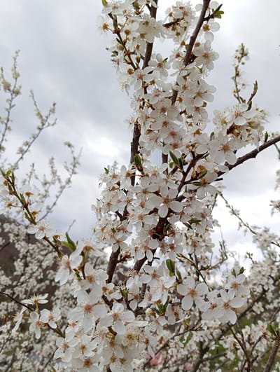 The image depicts a close-up view of flowering tree branches against a cloudy sky. The branches are laden with small, white blossoms. Some branches show tiny green leaves beginning to emerge. The overall scene suggests a spring setting. No specific location in Breza, Bulgaria is visually indicated within the frame of the image. There are no people or interactions visible in the image.