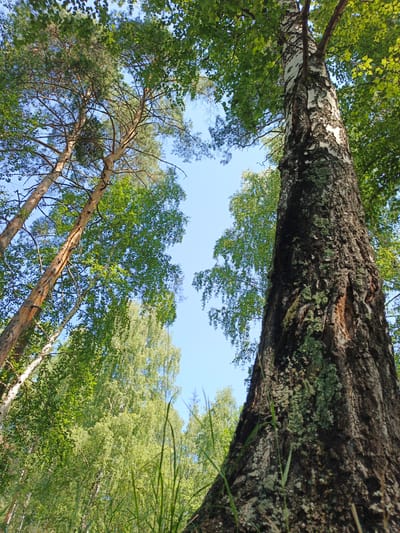 The image shows a low-angle view looking up through the canopy of a forest. In the foreground, a large, dark-barked tree, possibly a birch, dominates the right side of the frame, its textured surface covered in patches of green lichen. To the left, a tall, slender pine tree with lighter, rough bark stretches upwards, its branches laden with green needles. The background reveals a dense growth of deciduous trees, their leaves a vibrant green, interspersed with the clear blue sky. The scene appears to be in a natural environment, consistent with a wooded area, and the vegetation suggests a temperate climate during the growing season. No people or specific man-made structures are visible. This type of natural forest setting is plausible within the rural landscape of Nepryakhinskoye Sel'skoye Poseleniye, Russia, which is characterized by its wooded areas and natural surroundings.