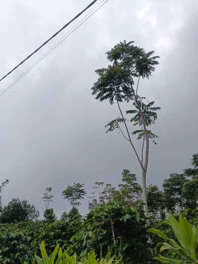 The image captures a dense, verdant landscape in São Félix do Xingu, Brazil, under an overcast sky. Two dark electrical wires traverse the upper left quadrant of the frame, diagonally against the uniformly light gray, cloudy sky. A tall, slender tree with a light-colored trunk and prominent dark green pinnate foliage dominates the mid-right, extending upwards to the top edge. Below and to the left of this tree, a dense array of various green trees and shrubs forms a lush canopy across the lower half of the image and into the midground. Distinct rows or clusters of smaller, dark green bushes, consistent with a cultivated crop such as coffee, are visible in the lower central area. Brighter green, broader leaves are in the immediate foreground. No individuals, animals, or specific man-made structures beyond the electrical wires are present. The scene presents a rural or natural environment characterized by abundant flora on an overcast day.