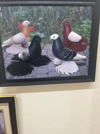 The image displays a framed print or painting of four German Beak-crested Trumpeter pigeons, mounted on a light-colored, textured wall. The pigeons are depicted in an outdoor garden setting with a cobblestone ground and green foliage with red flowers in the background. From left to right, the pigeons exhibit distinct colorations: one tan and white; one dark green/black with white speckled wings and large dark tail feathers; one white-headed with dark blue/purple plumage, white speckled wings, and large white tail feathers; and one dark red/maroon with white wings. The print includes the title "German Beak-crested Trumpeters" at the bottom center and a signature "Jenny Romaine 2018" at the lower right. A partial view of another framed picture, featuring a gold and black frame, is visible at the bottom left. The wall shows a subtle textured finish. No specific identifying architectural or environmental features are present to determine a precise location within the city of Oklahoma City, United States.