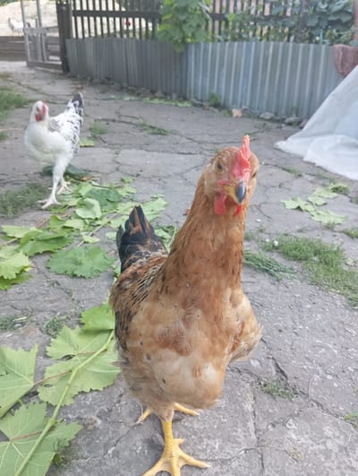 The image depicts an outdoor scene with two chickens in what appears to be a rural yard in Keleberdivka, Ukraine. A light brown hen with black markings on its tail is in the foreground, facing the camera with its head tilted slightly. Its beak is dark blue with a red comb and wattles. In the background, a white hen with black speckles is standing on a paved area with scattered green leaves. The ground is paved with rough concrete slabs, and there is some sparse green vegetation. A weathered wooden fence and a corrugated metal fence are visible in the background, along with some foliage. The overall setting suggests a farm or a backyard in a village.