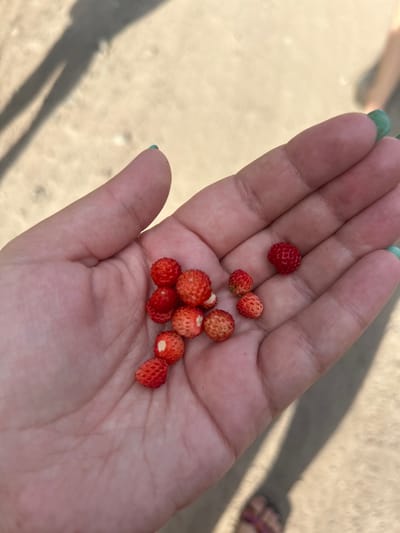A close-up, overhead shot shows a person's open palm holding a small cluster of wild strawberries. The strawberries are red and have visible seeds on their surface. The hand is slightly cupped, and the background is a sandy or dirt-like surface, casting faint shadows. The overall scene suggests an outdoor setting, possibly in a natural area. The image does not contain any specific landmarks or indicators to pinpoint a location in Svetloe, Russia.
