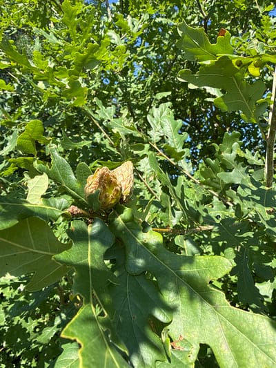 The image shows a close-up of oak leaves and a growth on an oak branch. The leaves are lobed and green, with some showing signs of browning or damage along the edges. The growth on the branch appears to be a gall, likely caused by an insect, and is light brown and textured. The background consists of more oak foliage, suggesting the photo was taken outdoors in a wooded area or park with oak trees. The sunlight filters through the leaves, creating shadows. There are no people or animals visible in the image. The location is specified as Lopino, Russia.