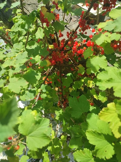 The image is a close-up, overhead shot of a red currant bush heavily laden with ripe red berries. The leaves are a vibrant green, with some showing signs of yellowing, suggesting late summer or early autumn. The bush is growing against a textured, light-colored wall, possibly made of stone or concrete, which is partially visible in the background. The lighting suggests a sunny day, casting dappled shadows among the leaves and berries. There are no people or animals visible in the image. The scene depicts a natural element within an urban or semi-urban environment, likely a garden or yard in Novaya Ivanovka, Russia.