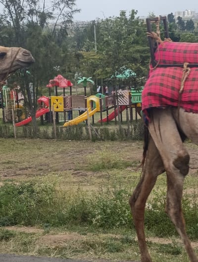 The image displays a Dromedary camel in the foreground, partially visible on both sides. On the left, the camel's head and neck are visible, featuring a bridle. On the right, the camel's hindquarters and legs are seen, with a red and black plaid blanket secured to its back by ropes and a wooden frame. The ground in the foreground consists of patchy grass and dirt.
In the midground, a fenced children's playground is present, featuring multi-colored structures including red and yellow slides, climbing platforms, and decorative elements such as green palm trees. Several individuals, including adults and possibly children, are visible within or near the playground area.
The background is characterized by a dense area of green trees and foliage. Above the tree line, on a distant elevated landscape, multiple multi-story buildings are discernible under an overcast sky. This scene is located in Matungulu west ward, Kenya.