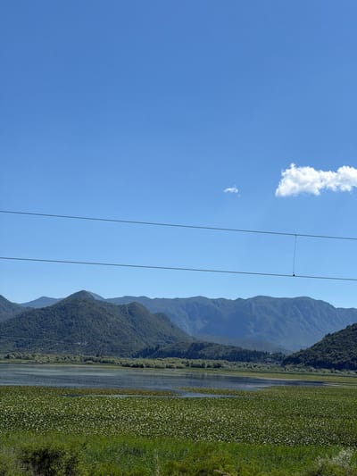 The image captures a serene landscape in Kruševica, Montenegro, featuring a wide expanse of water covered with lily pads. In the foreground, lush green vegetation lines the bottom of the frame. The middle ground is dominated by the tranquil lake, its surface dotted with countless white lily blossoms and green pads. Beyond the lake, a dense line of trees forms a verdant barrier. In the background, majestic, tree-covered mountains rise, their slopes creating a dramatic backdrop against a clear, bright blue sky. Two thin, dark horizontal lines, likely power or communication cables, stretch across the upper portion of the sky, subtly bisecting the serene vista. A small, wispy white cloud is visible in the upper right quadrant of the sky. The scene is bathed in bright daylight, suggesting a clear and sunny day.