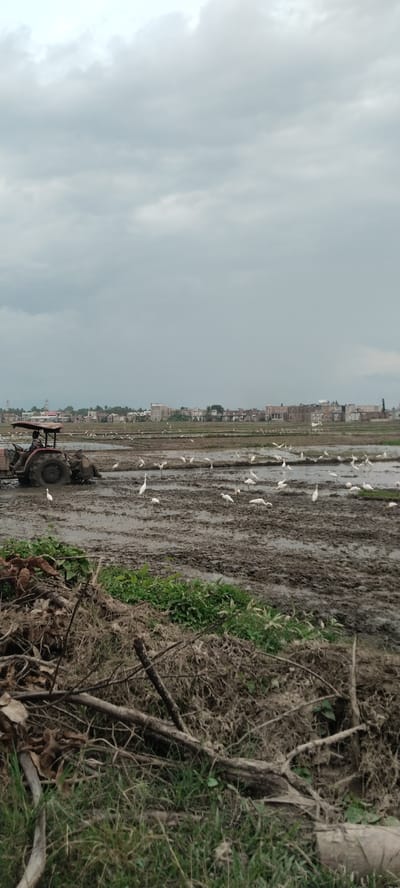 In Blangjruen, Indonesia, a muddy rice field is being plowed by a red tractor. A person is operating the tractor. Numerous white birds, likely egrets, are scattered across the field, some standing in the mud and others appearing to be feeding. In the background, a town with buildings and some minarets is visible under a cloudy sky. The foreground of the image features a pile of dried vegetation, branches, and grass.
