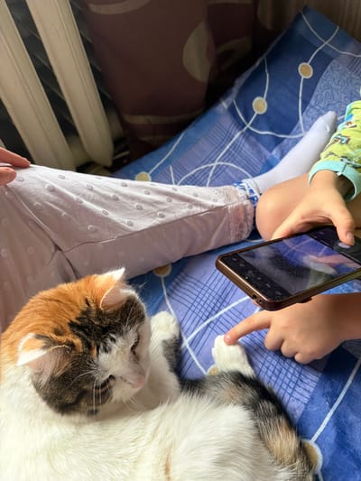 In a domestic indoor setting, possibly a bedroom in Kolychyovo, Russia, a calico cat with white, orange, and black markings lies on a blue patterned bedspread. The cat is positioned in the foreground, with its head resting on its white fur. To the right of the cat, a child's hands are visible; one hand holds a smartphone, and the other is reaching out, with a finger touching the cat's paw. The child is wearing a green and blue patterned shirt and white socks. The background shows a radiator and part of a brown cushion. The scene depicts an interaction between a child and a pet, with the child using a smartphone.
