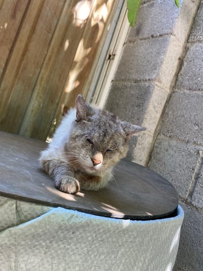 In the city of Alamüdün, Kyrgyzstan, a domestic cat is seen resting on a round, dark surface which is the lid of a white woven container. The cat, with grey and white fur, appears to have a matted coat and is looking down with its eyes partially closed. Sunlight casts shadows on the cat and the surrounding environment. Behind the cat, a weathered, vertically slatted wooden structure is visible, casting dappled light patterns. To the right, a wall constructed of concrete blocks forms the backdrop, with a leafy green branch extending from the top right corner of the frame. The overall scene suggests an outdoor setting, possibly a yard or alleyway.