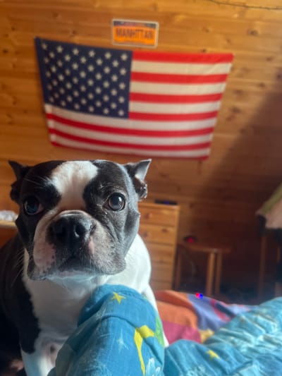 The image shows a Boston Terrier dog lying on a bed. The dog is mostly black and white with large, expressive eyes. The background features a wooden wall with an American flag hanging on it. To the left of the flag, there is an orange and white rectangular sign with text. The dog is partially covered by a blue blanket with yellow stars. The lighting suggests it is daytime. The setting appears to be a bedroom or living space in a home. There are no people visible in the image. The dog seems relaxed and alert, looking directly at the camera. The visible text on the orange sign is partially obscured but appears to read "MANITO". The location context provided is "Дружба Снт, Russia", suggesting this is the general area where the photo was taken.