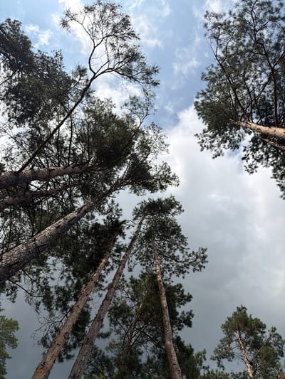 A low-angle, full-shot photograph looking up at the canopies of tall pine trees against a partly cloudy sky in Tsiolkovsky, Russia. The trees, with rough, textured bark, reach upwards, their branches and dark green needles silhouetted against the sky. The sky transitions from bright blue with scattered white clouds on the left to a more overcast and gray appearance on the right, suggesting a change in weather. The perspective emphasizes the height and density of the forest.