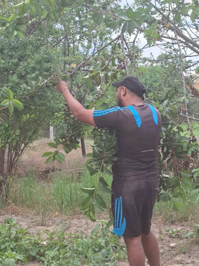 A man is picking cherries from a tree in Dolna Malina, Bulgaria. He is wearing a black baseball cap, a black long-sleeved shirt with blue stripes on the sleeves and back, and black shorts with blue stripes on the sides. He is reaching up to pick cherries with his right hand. The tree has green leaves and red cherries. The ground is covered in dry grass and dirt. In the background, there are more trees and bushes.