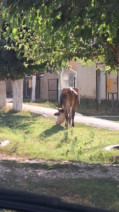 A single brown and tan cow is grazing on a grassy area in front of a building and a pathway. The cow is facing away from the camera, with its head lowered to the ground to eat. The environment appears to be a street or residential area in Boraldai, Kazakhstan, characterized by a paved pathway, green grass, trees with lush leaves casting shadows, and buildings with neutral-colored walls and metal gates. The sun is shining brightly, creating distinct shadows.