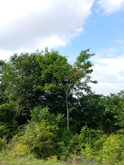 The image shows a dense collection of green trees and foliage under a partly cloudy sky. The trees are tall and lush, with varying shades of green indicating different types of vegetation. The sky is a mix of bright blue and white clouds, suggesting daylight. The scene is natural, likely outdoors, and devoid of any human presence or identifiable structures. The camera perspective appears to be from a low angle, looking up towards the sky and into the dense greenery. The overall impression is one of a natural, undeveloped landscape. There is no indication of the location being in the city of Bgardvany, Abkhazia.