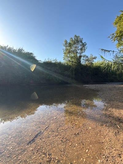 The image depicts a shallow, clear body of water with a gravelly bottom, likely a stream or a puddle, reflecting the surrounding vegetation and a bright blue sky. The water's surface is calm, revealing pebbles and the sandy bottom beneath. Several small, slender fish are visible swimming in the shallow water.
To the left of the water, a dense, lush green hedge or thicket is prominent, casting a reflection in the water. Sunlight creates lens flare effects within the hedge. Beyond the hedge, tall green trees with sparse foliage reach towards the sky. On the right side of the frame, the gravelly ground continues, with scattered pebbles and fallen leaves. The sky is a clear, vibrant blue, with the sun shining brightly, suggesting it is daytime, likely morning or afternoon given the angle of the light and the warm tones in the reflection.
The setting appears to be a natural or semi-natural outdoor environment. The vegetation suggests a temperate or Mediterranean climate. The presence of the hedge, trees, and the shallow water points towards a location with some greenery and possibly a water source. The overall mood is serene and natural, with the clear water and sunlight creating a peaceful atmosphere. No text is visible in the image. The context provided indicates this scene is located in the Mevoot HaHermon Regional Council, Israel.
