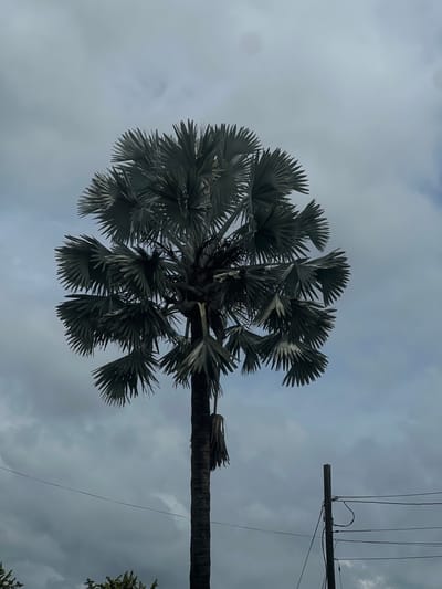 The scene is located in Santiago, Panama. The image features a single, prominent, tall palm tree positioned centrally against an overcast sky. The tree has a dark, upright trunk supporting a dense, spherical crown of large, fan-shaped fronds that appear grayish-green. Several withered fronds hang vertically along the upper portion of the trunk, below the main foliage crown. To the lower right, a dark, cylindrical utility pole extends vertically from the bottom edge of the frame. Multiple dark-colored electrical wires are strung horizontally across the lower and middle sections of the image, with one primary wire traversing behind the palm tree's trunk and in front of the utility pole. The sky is predominantly covered by diffuse gray and white clouds, with some lighter patches visible. Minor green foliage is partially visible along the bottom-left edge. No individuals are present in the frame.