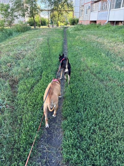The image shows two dogs walking on a path in a grassy area. The dog in the foreground is a tan pit bull-type dog, and the dog in the background is a black and tan mixed-breed dog. Both dogs are on leashes. The path appears to be a dirt trail, and the surrounding area is covered in green grass and some weeds. In the background, there is a multi-story building with windows and balconies, and several trees. The scene appears to be in an urban or suburban environment. It is daytime, and the lighting suggests it might be late afternoon or early morning. The location is identified as Luzino, Russia.