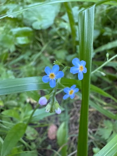 A cluster of four small, delicate blue forget-me-not flowers, each with a yellow center, are in focus against a blurred green background of grass and foliage. One flower is positioned prominently on the left, with two others to its right, slightly lower. A fourth flower is at the bottom right, partially obscured. There are also two unopened buds, appearing pale pink or lavender, on a green stem below the flowers. A thick, vertical blade of grass runs up the right side of the image, with a thinner, horizontal blade crossing the center. The scene appears to be in a natural, outdoor setting, likely a garden or wild area. Based on the location provided, this photograph was taken in Lisnyky, Ukraine.