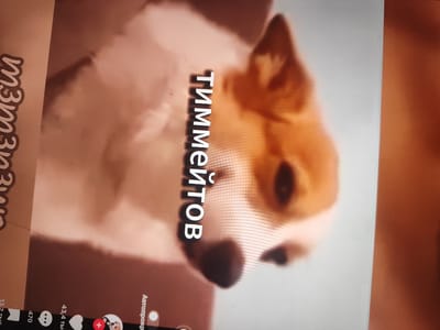 The image is a photograph of a dog, likely a corgi, with text overlays. The dog has tan and white fur and is the primary subject of the image. There are two vertical text overlays on the left and center of the image, written in a stylized font. The left text is partially visible and appears to be "из изи". The central text is fully visible and reads "Тиммейтов". At the bottom of the image, there are icons and numbers, typical of a social media platform. One icon shows a heart, and another a profile picture with a plus sign. There are also numbers indicating statistics like "470" and "43,4 тыс.". The background is blurred, suggesting the photo was taken indoors or in a controlled setting, focusing on the dog and the text. The overall presentation suggests a screenshot from a social media video or profile, possibly featuring a pet. The location of Екатериновка, Russia is not depicted or implied in the image itself.
