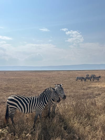 The scene is a vast, arid savannah located in the vicinity of Ilturot Lorkereyan, Tanzania. The sky is clear, light blue, with dispersed white cumulus clouds. Two zebras, displaying distinct black and white stripe patterns, stand in the immediate foreground amidst dry, light brown grasses. The left-most zebra is positioned slightly forward of the other, both oriented towards the right side of the frame. In the mid-ground, approximately seven additional zebras are dispersed across the dry plain, some with their heads lowered as if grazing. The background features a distant, hazy line of low-lying blue hills or mountains at the horizon. The environment indicates open grassland under daylight conditions.