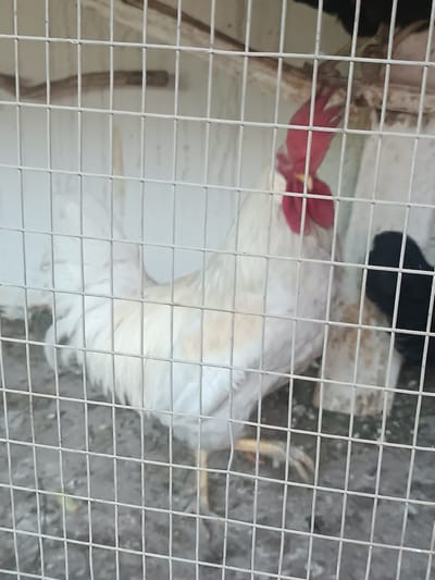 In Uchqo'rg'on, Uzbekistan, a white rooster with a red comb and wattles stands in a cage. The rooster's feathers are predominantly white, with some subtle hints of yellowing. Its comb is a vibrant red and appears to be a prominent feature. The cage bars are made of metal and are spaced in a grid pattern, obscuring parts of the rooster and the background. Behind the rooster, a dark-colored bird, possibly another chicken, is partially visible. The floor of the cage appears to be covered in dirt and some scattered debris. The overall environment suggests an outdoor enclosure.