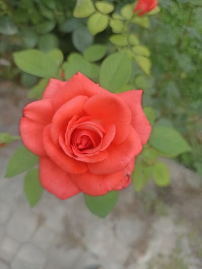 A close-up, overhead shot of a vibrant coral-orange rose is the main subject of this media file. The rose is in full bloom, its petals unfurling in a spiral pattern, revealing a tightly wound center. The petals have a soft, velvety texture and a delicate sheen. Surrounding the rose are several green leaves, some of which are blurred due to the shallow depth of field. A hint of another red rosebud can be seen in the upper right corner, and a small green bud is visible to the left of the main rose. The background is a soft blur of green foliage and a hint of a paved surface, possibly a walkway, at the bottom left. The lighting suggests it is daytime, likely outdoors in natural light, with no indication of specific weather conditions. The setting appears to be a garden or park area. There is no visible text in the image. The focus on the rose evokes a sense of natural beauty and tranquility. The location context is Chust, Uzbekistan.