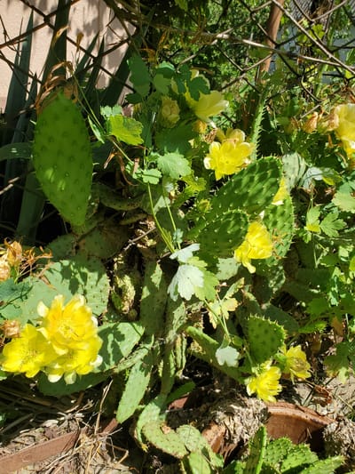 The image displays a close-up view of prickly pear cactus plants with several bright yellow flowers in bloom. The cactus pads are green and spiny, some showing signs of age and wear. Green foliage and dried plant matter are visible among the cactus. A metal fence runs across the upper portion of the frame, casting shadows. The background consists of a light-colored wall and more greenery. The scene is outdoors, under natural sunlight, and appears to be a garden or naturalized area. The location is identified as Konstantinovka, Moldova. There are no people or animals present in the image.