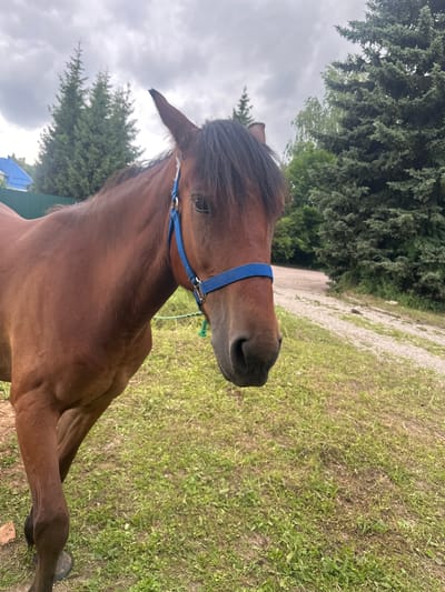 A brown horse is pictured in a field with green grass and trees. The horse is wearing a blue halter. The horse's head is facing towards the right side of the image. The background shows trees, a gravel path, and a cloudy sky. The time of day appears to be daytime. The location is Gorki Leninskiye, Russia. There is no visible text in the image.